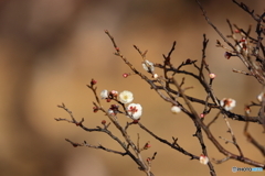 郷土の森