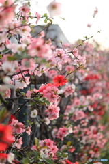 街の花