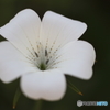 街の花