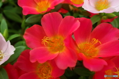 街の花