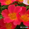 街の花