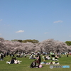 街の花