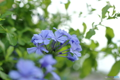 街の花