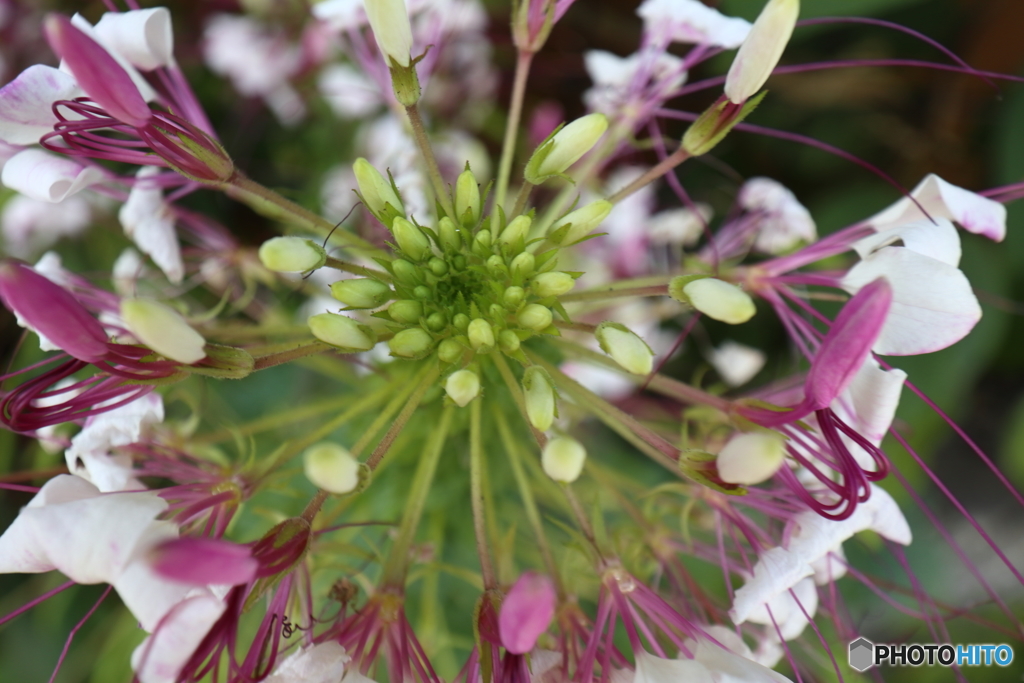 街の花