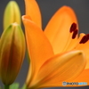 街の花