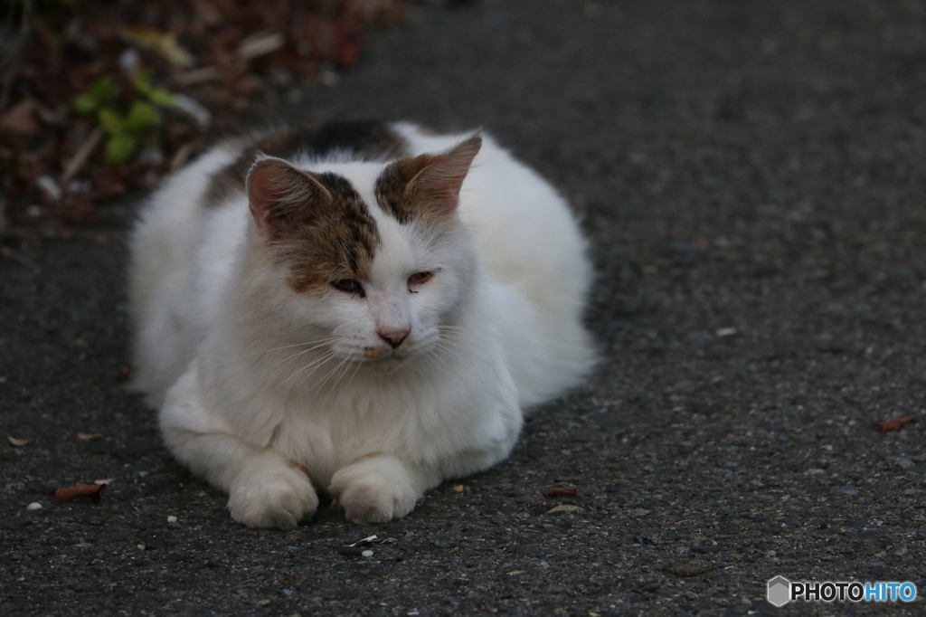 江ノ島猫　巨漢系
