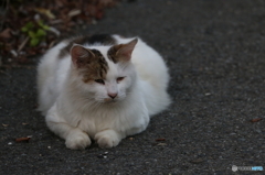 江ノ島猫　巨漢系