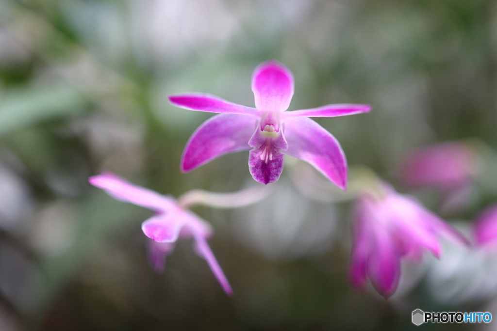 園の花