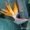 極楽鳥花