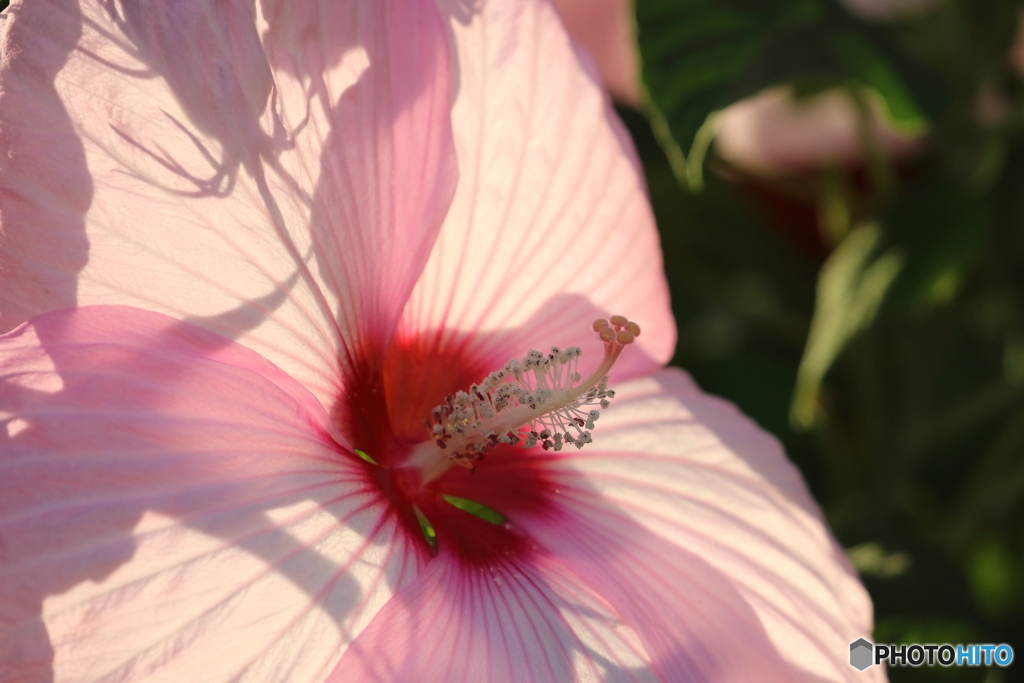街の花