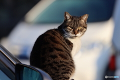 近所の猫