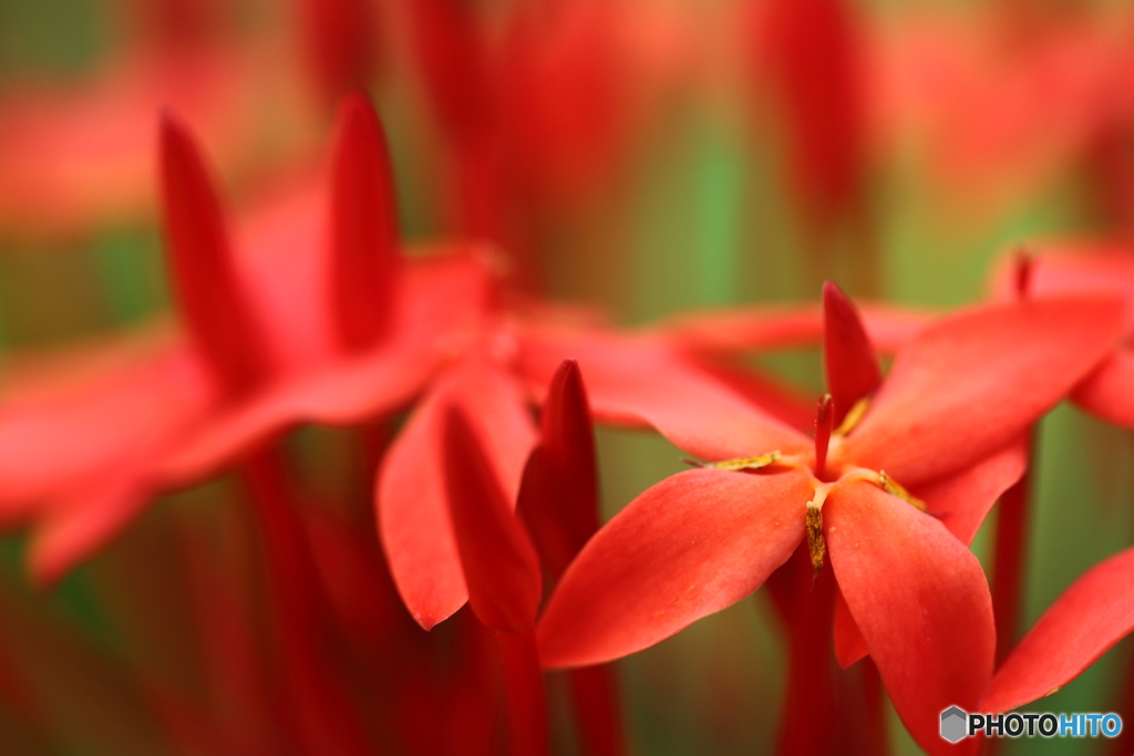 温室の花たち