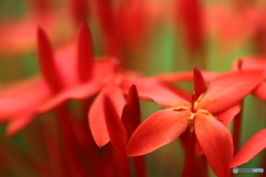 温室の花たち