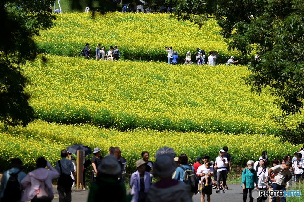 園の花
