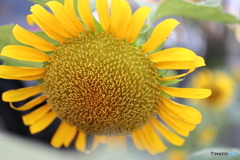 街の花