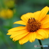 街の花