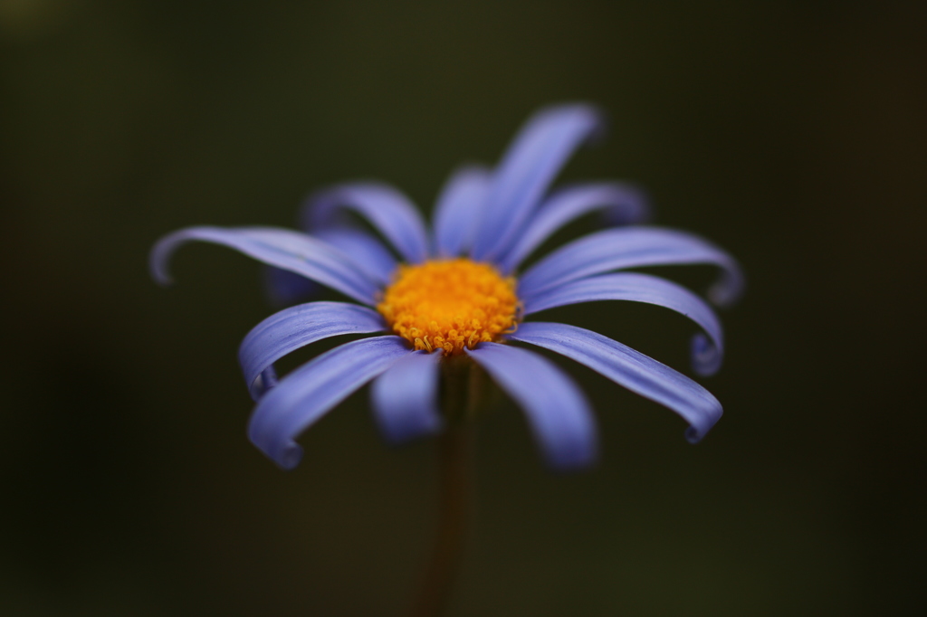 街の花
