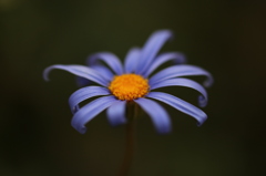 街の花