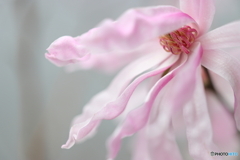 街の花