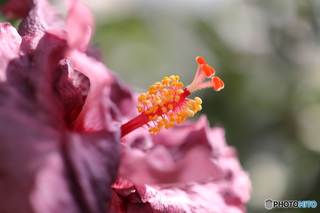 園の花