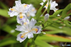 街の花
