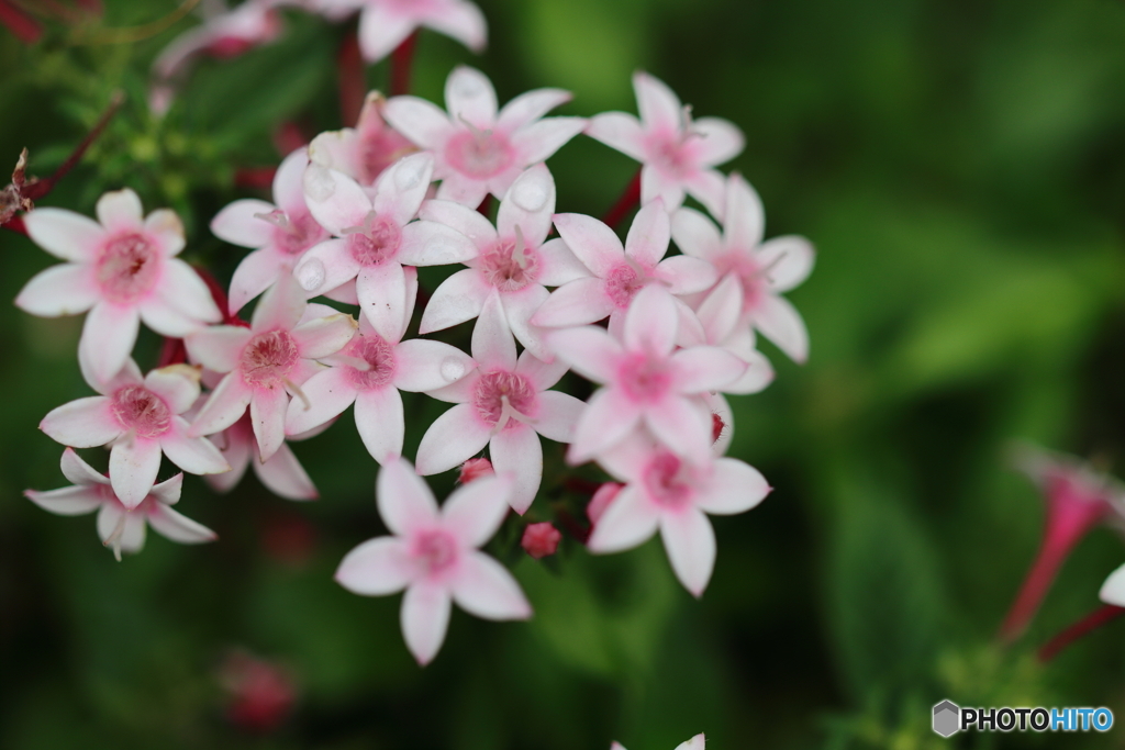 街の花