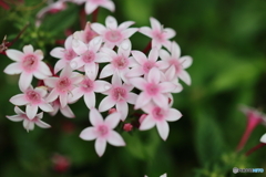 街の花