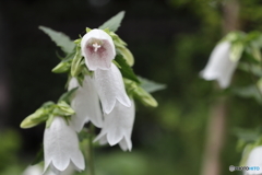 街の花