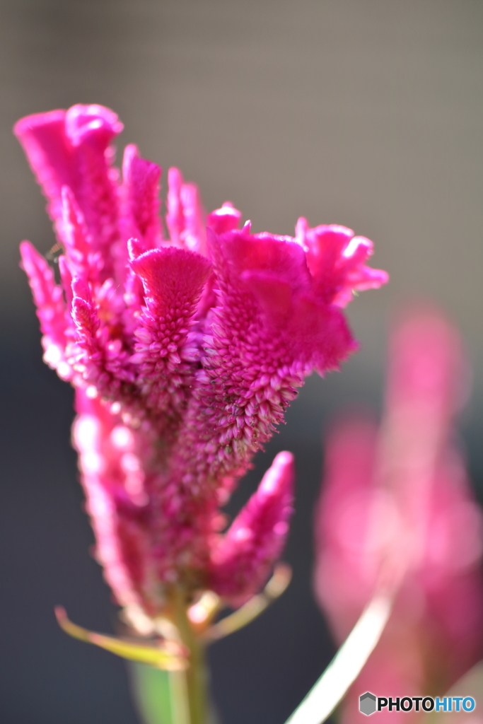 街の花