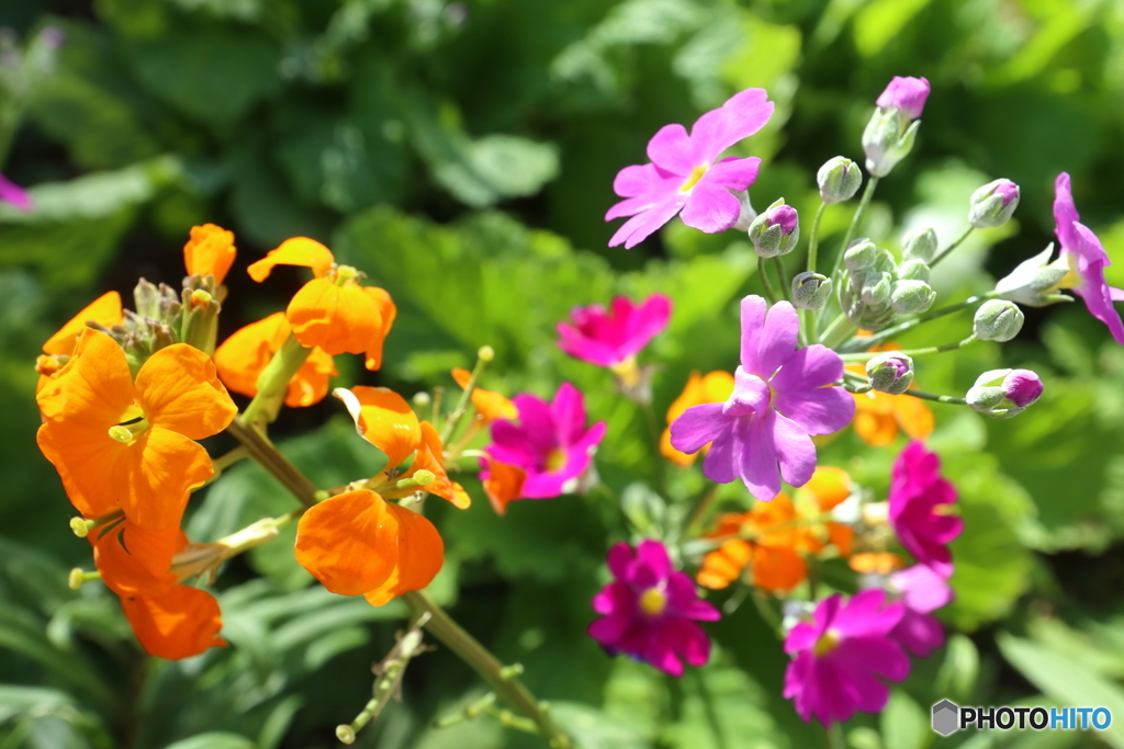 街の花