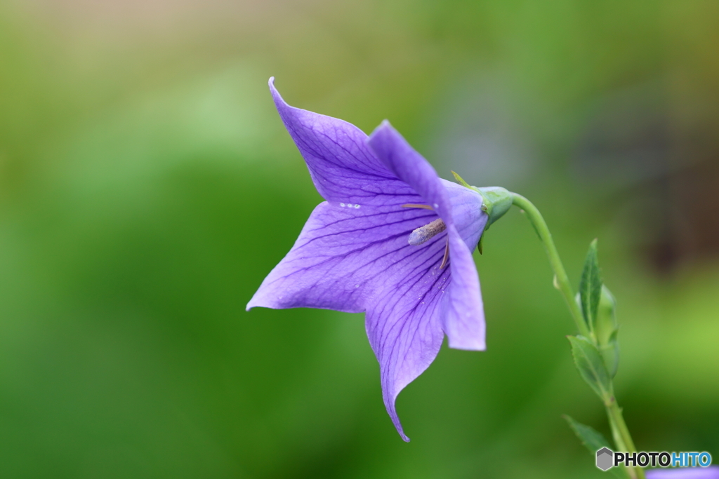 街の花