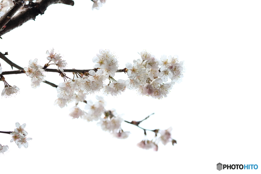 街の花