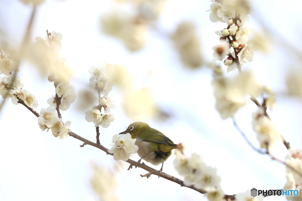 野鳥