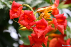 街の花