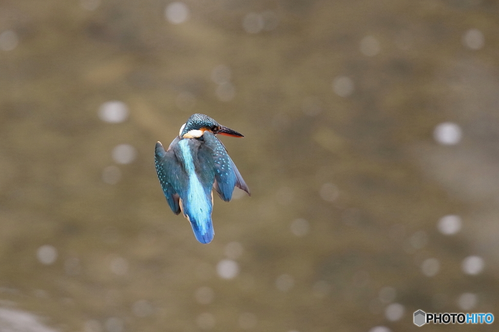 カワセミ