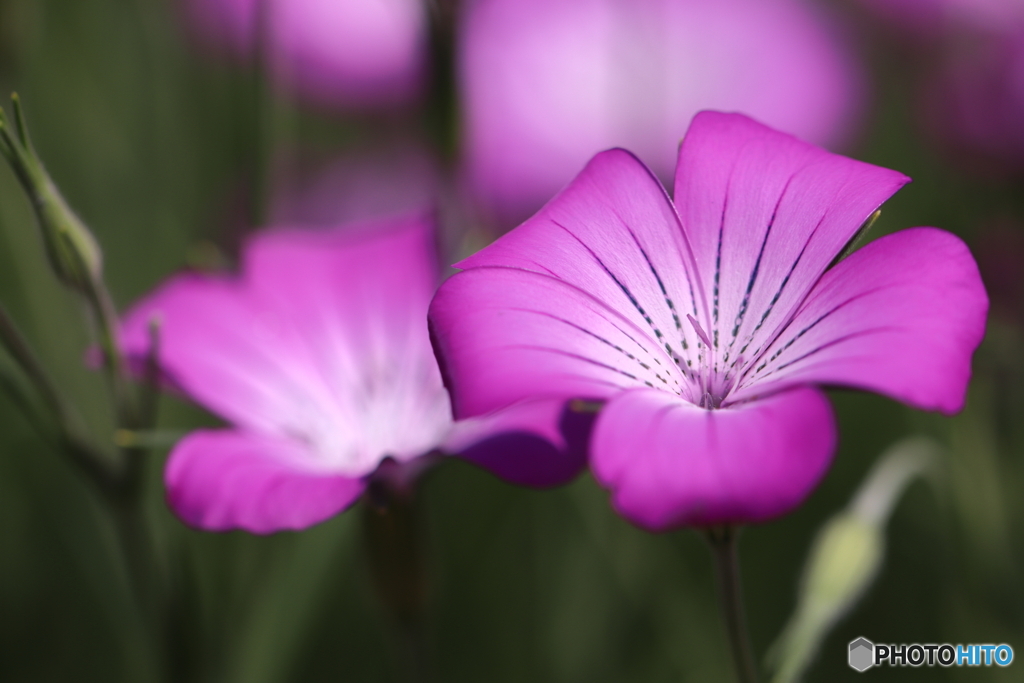 街の花