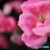 街の花