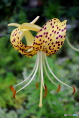 街の花