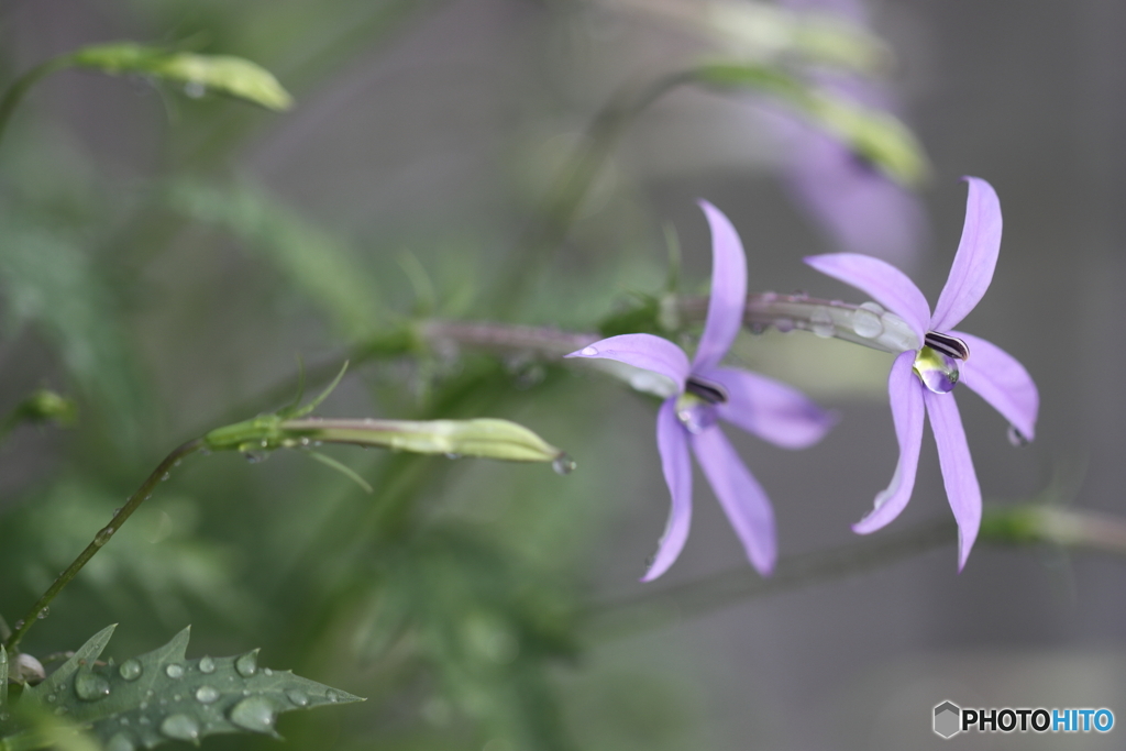 街の花