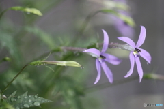 街の花