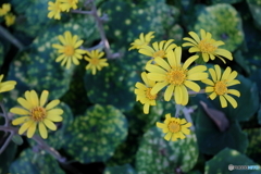 園の花