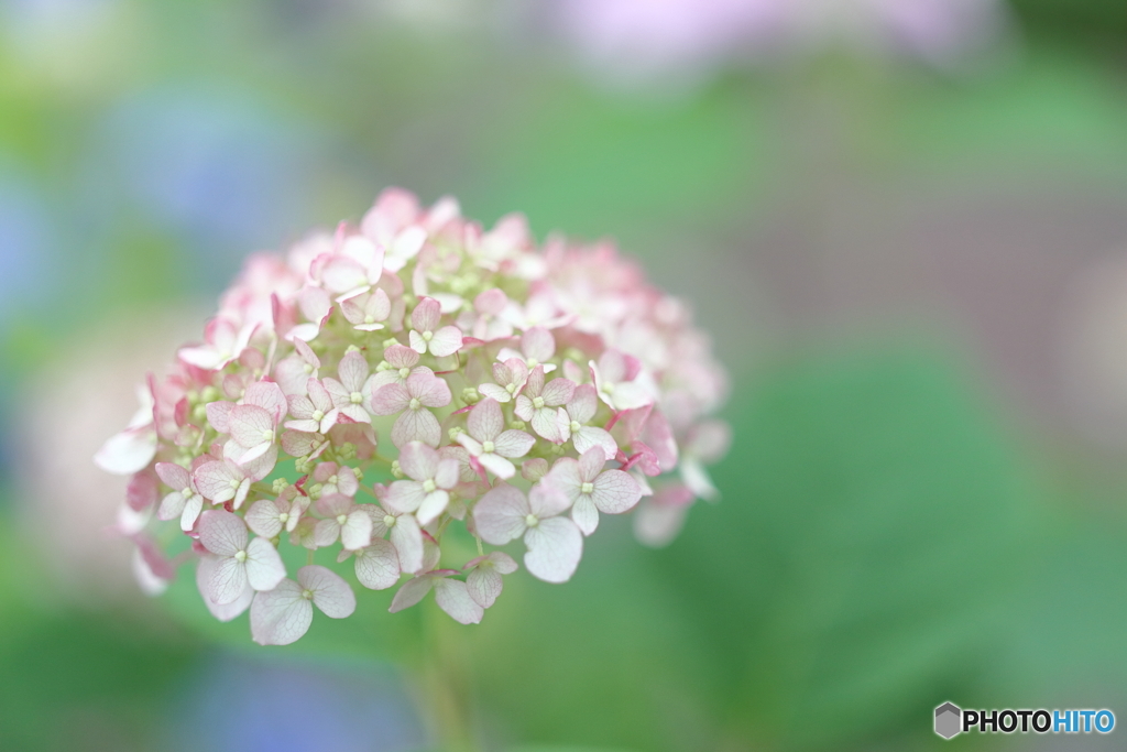 郷土の森