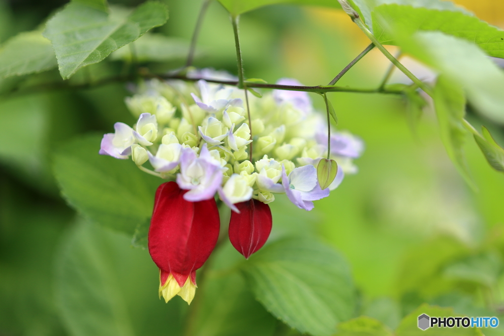 街の花