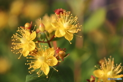 街の花