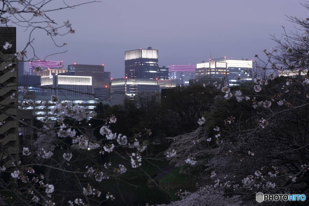 夜桜