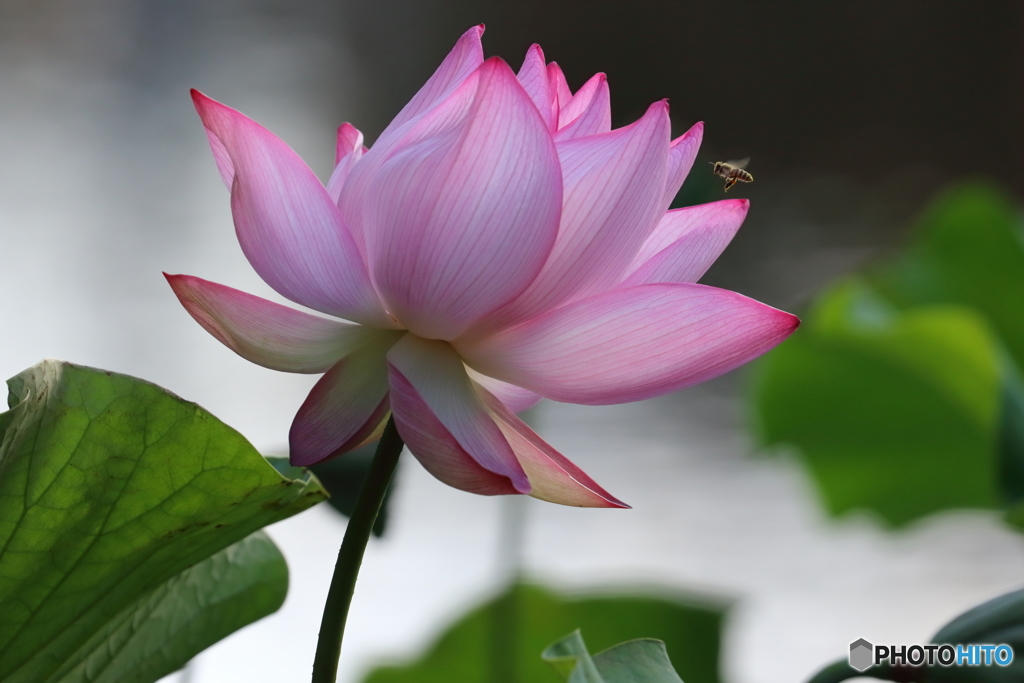 街の花