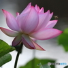 街の花
