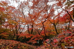 北の丸公園