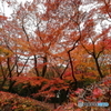 北の丸公園