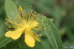街の花